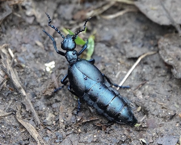 Devil's beetle